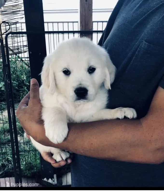 AKC English Cream girl 1