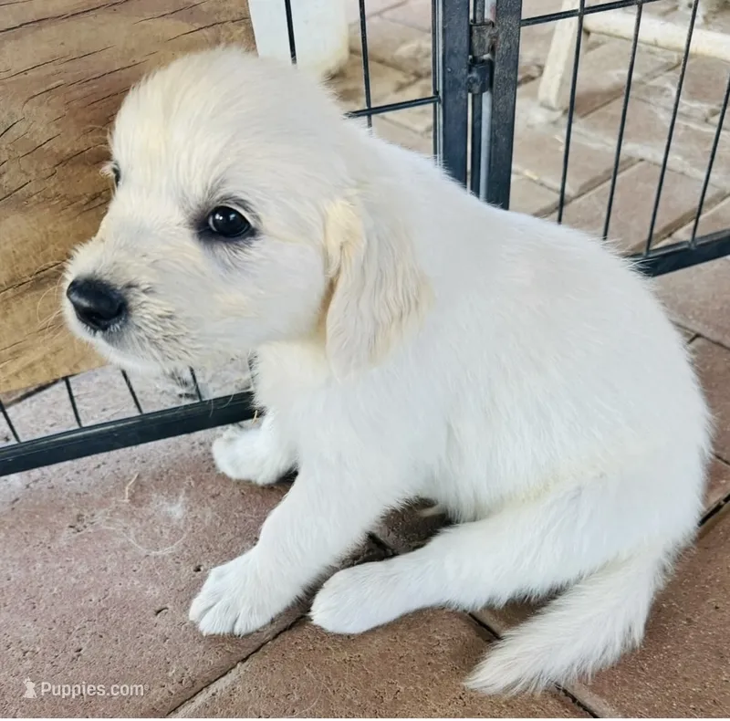 AKC BOY 1 – Golden Retriever puppy for sale in Pomona, CA