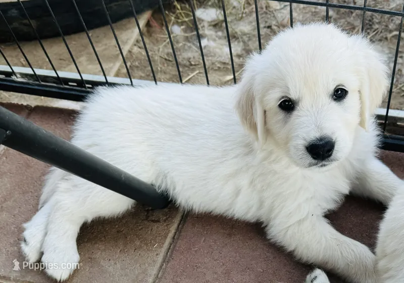 AKC girl 1 – Golden Retriever puppy for sale in Pomona, CA