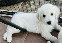 AKC girl 1, a female Golden Retriever for sale in Pomona, CA – 1 of 5