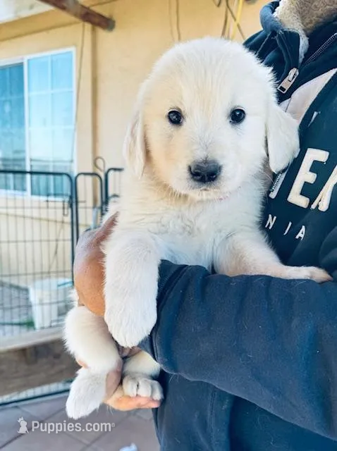 AKC BOY 5 – Golden Retriever puppy for sale in Pomona, CA