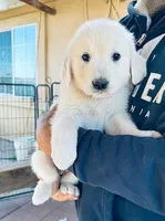 AKC BOY 5, a male Golden Retriever for sale in Pomona, CA – Photo 1 of 5