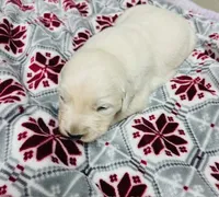 AKC girl 3, a female Golden Retriever for sale in Pomona, CA – Photo 1 of 4