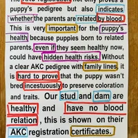 AKC BOY 5, a male Golden Retriever for sale in Pomona, CA – Photo 4 of 4