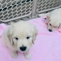 AKC BOY 5, a male Golden Retriever for sale in Pomona, CA – Photo 1 of 4