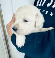 AKC girl 1, a female Golden Retriever for sale in Pomona, CA – Photo 1 of 4