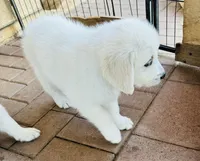 AKC BOY , a male Golden Retriever for sale in Pomona, CA – Photo 7 of 8