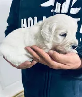 AKC BOY 1, a male Golden Retriever for sale in Pomona, CA – Photo 1 of 3