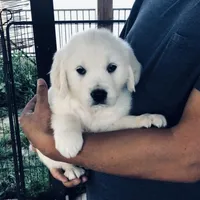 AKC BOY 6, a female Golden Retriever for sale in Pomona, CA – Photo 1 of 4