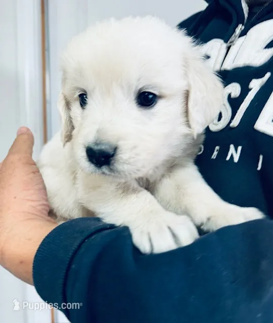 AKC girl 1 – Golden Retriever puppy for sale in Pomona, CA
