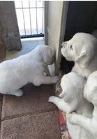 AKC girl 1, a female Golden Retriever for sale in Pomona, CA – 3 of 5