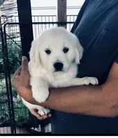 AKC girl 2, a female Golden Retriever for sale in Pomona, CA – 2 of 5