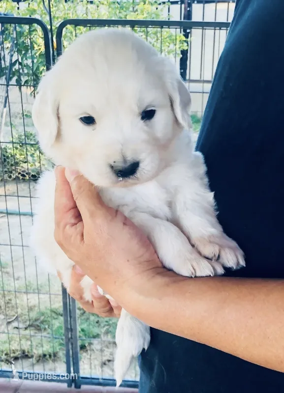 AKC BOY 2 – Golden Retriever puppy for sale in Pomona, CA