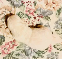 AKC girl  4, a female Golden Retriever for sale in Pomona, CA – Photo 1 of 3