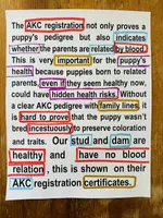 AKC girl  4, a female Golden Retriever for sale in Pomona, CA – Photo 3 of 3