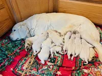 AKC girl 2, a male Golden Retriever for sale in Pomona, CA – 3 of 4