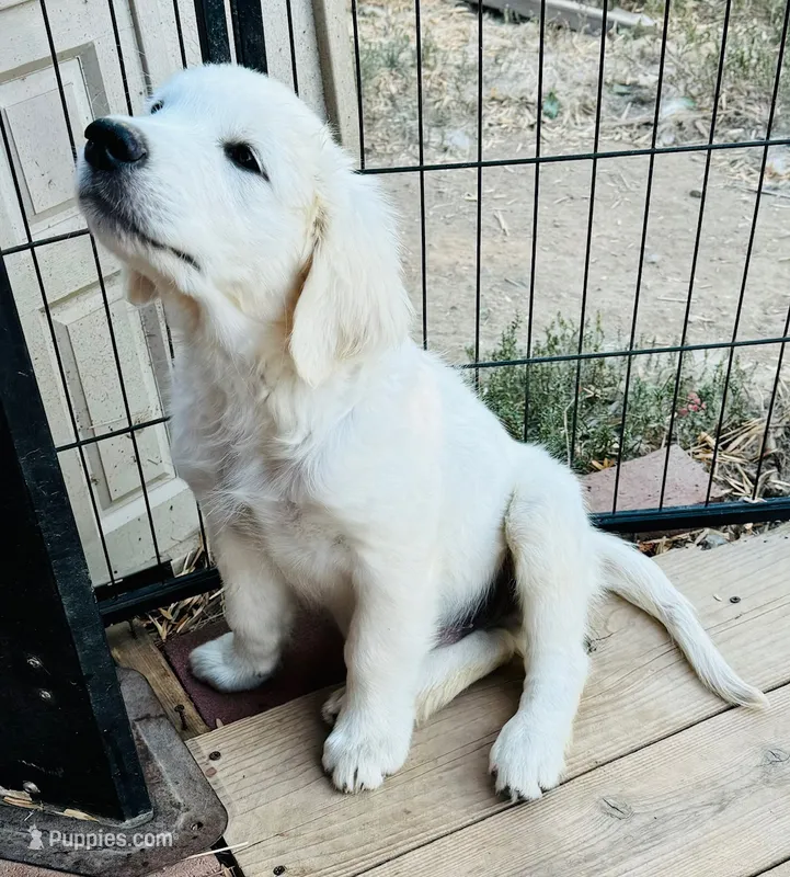 AKC girl 2 – Golden Retriever puppy for sale in Pomona, CA
