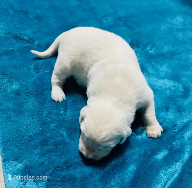 AKC BOY 1 – Golden Retriever puppy for sale in Pomona, CA