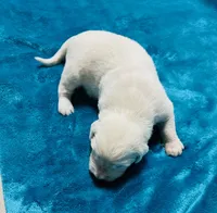AKC BOY 1, a male Golden Retriever for sale in Pomona, CA – 1 of 4