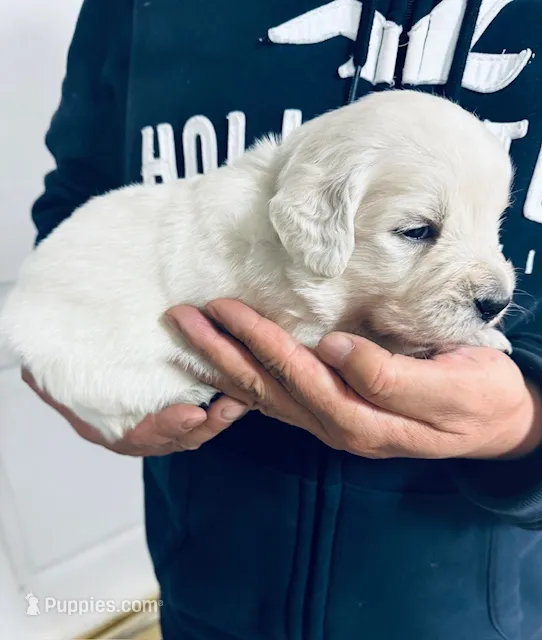 AKC BOY 1 – Golden Retriever puppy for sale in Pomona, CA