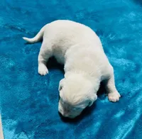 AKC BOY 2, a male Golden Retriever for sale in Pomona, CA – Photo 1 of 4