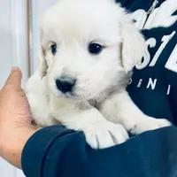 AKC BOY 3, a male Golden Retriever for sale in Pomona, CA – Photo 1 of 5