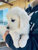 AKC BOY , a male English Cream Golden Retriever for sale in Pomona, CA – Photo 1 of 2