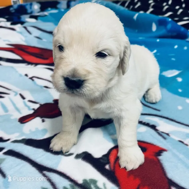 AKC girl 2 – Golden Retriever puppy for sale in Pomona, CA