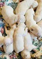 AKC girl 1, a female Golden Retriever for sale in Pomona, CA – 2 of 4