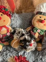 Mindy, a female Biewer for sale in Orlando, FL – Photo 9 of 10