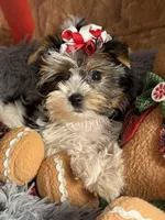 Mindy, a female Biewer for sale in Orlando, FL – Photo 4 of 10