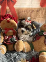 Mindy, a female Biewer for sale in Orlando, FL – Photo 7 of 10