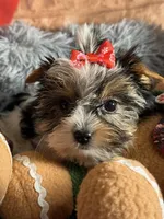 Mindy, a female Biewer for sale in Orlando, FL – Photo 6 of 10