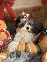 Mindy, a female Biewer for sale in Orlando, FL – Photo 10 of 10