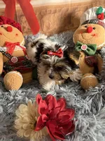 Mindy, a female Biewer for sale in Orlando, FL – Photo 8 of 10