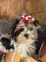 Mindy, a female Biewer for sale in Orlando, FL – Photo 5 of 10