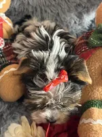 Mindy, a female Biewer for sale in Orlando, FL – Photo 3 of 10