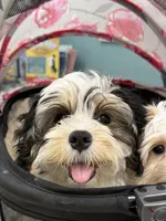 Marshmellow, a male Havanese for sale in Orlando, FL – Photo 5 of 5