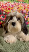 Marshmellow, a male Havanese and Maltese for sale in Orlando, FL – 8 of 8