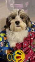 Marshmellow, a male Havanese for sale in Orlando, FL – Photo 3 of 5