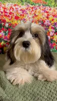 Marshmellow, a male Havanese and Maltese for sale in Orlando, FL – 7 of 8