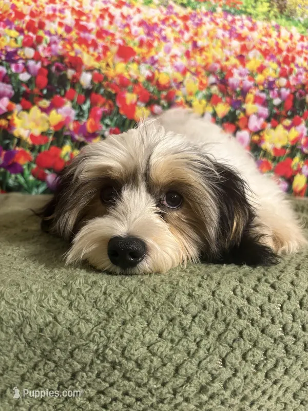Marshmellow – Havanese puppy for sale in Orlando, FL