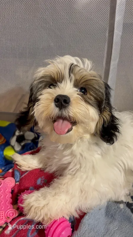 Marshmellow – Havanese puppy for sale in Orlando, FL