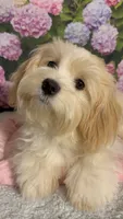 Creamsicle, a female Havanese and Maltese for sale in Orlando, FL – 2 of 3