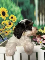 processed/56758b4e-966c-4399-8eda-d49ede10959f/listing/5fc43bfe-9263-4daa-a274-d2e0f2d4267a/52b2796e-5d76-4696-932f-f79d7d59909d