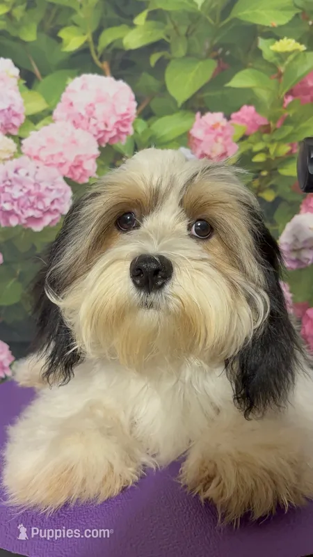 Marshmellow – Havanese, Maltese puppy for sale in Orlando, FL