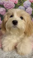 Creamsicle, a female Havanese and Maltese for sale in Orlando, FL – 3 of 3