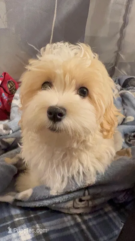 Cream Puff – Havanese, Maltese puppy for sale in Orlando, FL