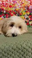 Cream Puff, a male Havanese and Maltese for sale in Orlando, FL – 7 of 8