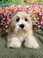 Cream Puff, a male Havanese and Maltese for sale in Orlando, FL – 8 of 8